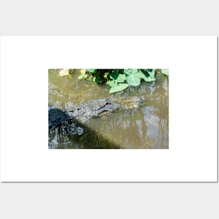 Alligator in wildlife preserve Posters and Art